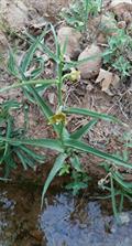 Epipactis veratrifolia